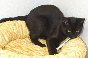 Picture of Mambo