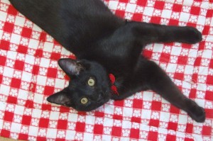 Picture of Mambo