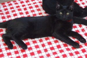 Picture of Mambo