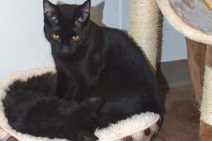 Picture of Mambo