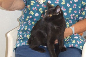 Picture of Mambo