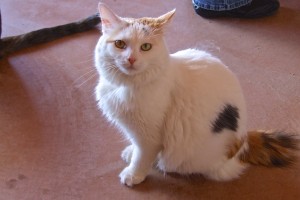 Picture of Nell