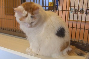 Picture of Nell