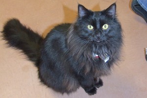 Picture of Novie