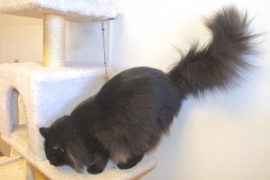 Picture of Novie