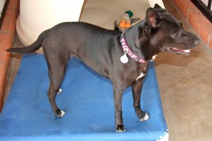Picture of Princess