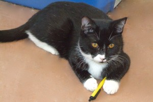 Picture of Rumba