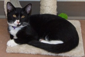 Picture of Rumba