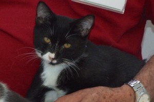 Picture of Rumba