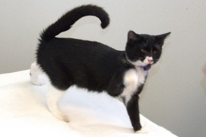 Picture of Rumba