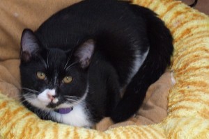 Picture of Rumba