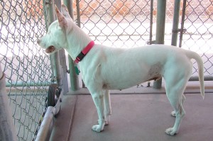 Picture of Sugar
