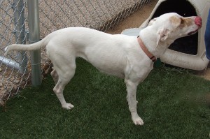 Picture of Sugar