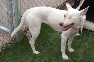 Picture of Sugar