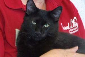 Picture of Tango