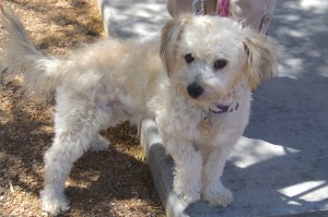 Picture of Ziggy