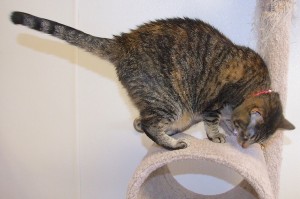 Picture of Agatha