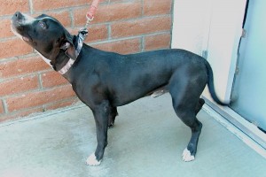 Picture of Achilles