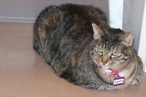 Picture of Agatha