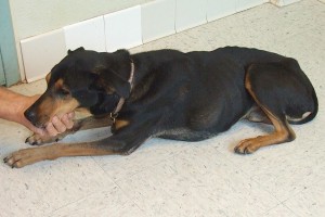 Picture of Blackie