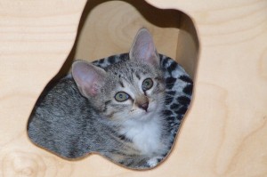Picture of Cha Cha