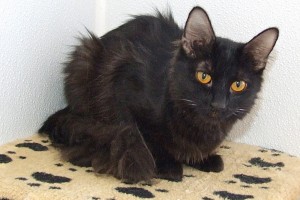 Picture of Coal