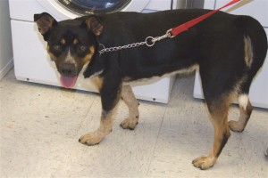 Picture of Corky