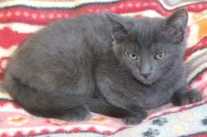 Picture of Countess