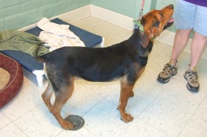 Picture of Eli