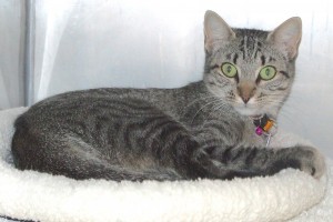 Picture of Gypsy