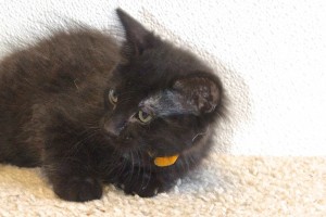 Picture of Inky