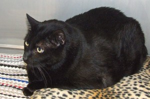 Picture of Jasper