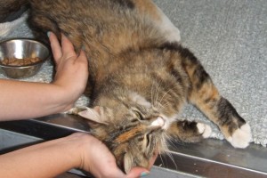Picture of Jazz