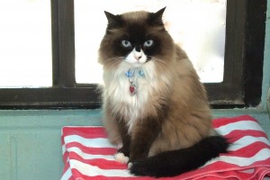 Picture of Jinx