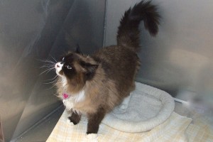 Picture of Jinx