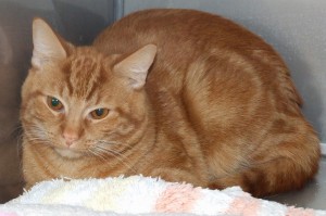 Picture of Kipper