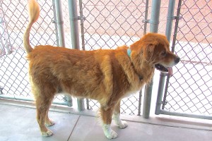Picture of Lacey