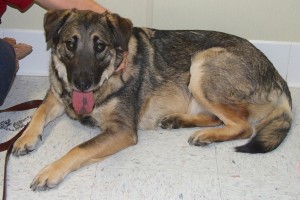 Picture of Luna
