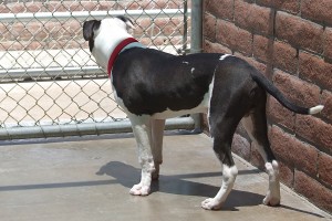 Picture of Oreo