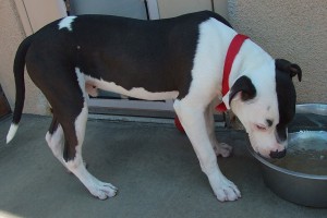 Picture of Oreo