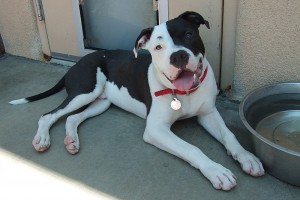 Picture of Oreo