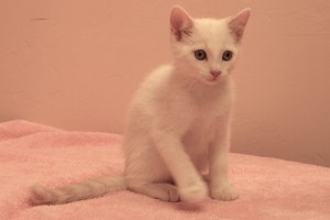 Picture of Pebbles