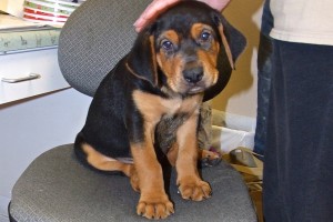 Picture of Pixie