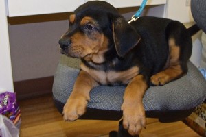 Picture of Pixie