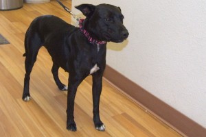 Picture of Princess