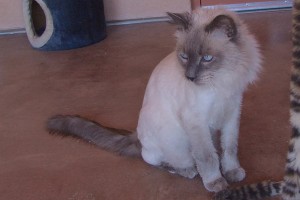 Picture of Puss
