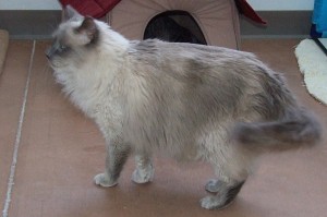 Picture of Puss