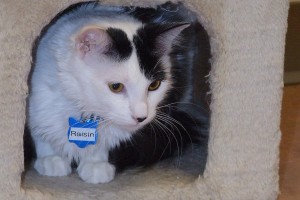 Picture of Raisin