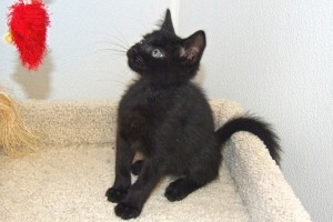 Picture of Roo