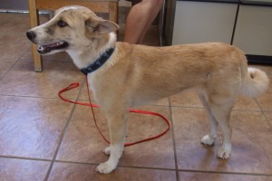 Picture of Sable